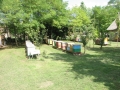 pcelarstvo_kapor (2)